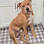 dog, tan, white_patch, sitting, kitchen, floor_mat, checkered, wood_floor, cabinet, head_tilt, tongue_out, pet, domestic, cute, playful, indoor, mammal, canine, paw, ears