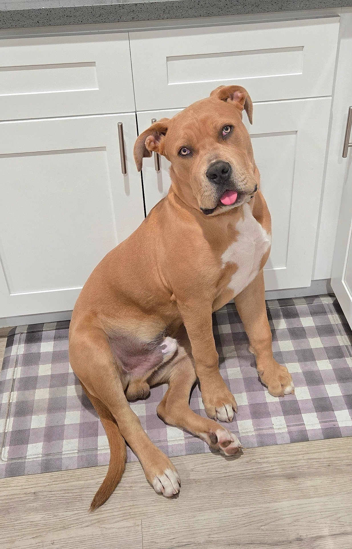 Duke joined the competition — help win amazing prizes! dog, tan, white_patch, sitting, kitchen, floor_mat, checkered, wood_floor, cabinet, head_tilt, tongue_out, pet, domestic, cute, playful, indoor, mammal, canine, paw, ears