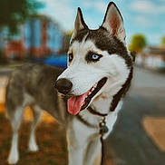 Ace is registered to the contest to win money with this photo: alert, animal, blue_eyes, blurred_background, canine, close_up, daytime, dog, friendly, fur, happy, leash, nature, outdoor, pet, portrait, siberian_husky, standing, tongue_out, urban
