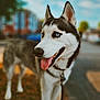 alert, animal, blue_eyes, blurred_background, canine, close_up, daytime, dog, friendly, fur, happy, leash, nature, outdoor, pet, portrait, siberian_husky, standing, tongue_out, urban