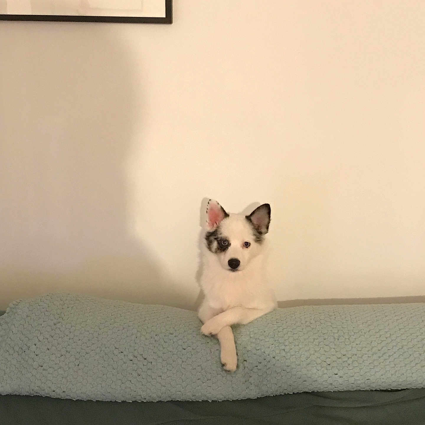 Romy a rejoint le concours — aidez-le/la à gagner de superbes lots ! animal, architecture, bed, bedroom, building, canine, cat, couch, cushion, dog, eskimodog, face, furniture, head, homedecor, indoors, person, pet, puppy, room