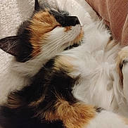 Chipie participe au concours pour gagner de l'argent avec cette photo : cat, calico, sleeping, fluffy, fur, close_up, cozy, blanket, resting, pet, animal, whiskers, soft, indoor, relaxed, cute, mammal, feline, peaceful, nap