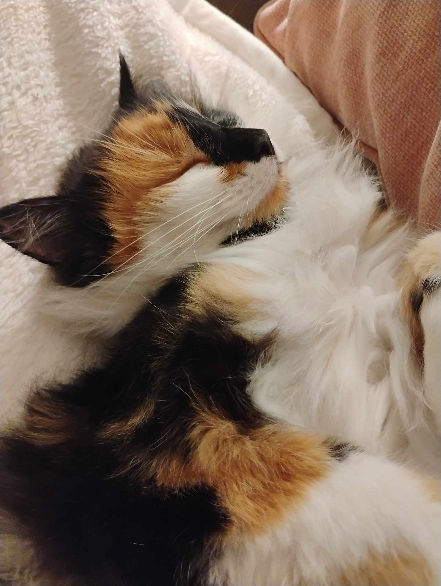 Chipie participe au concours pour gagner de l'argent avec cette photo : cat, calico, sleeping, fluffy, fur, close_up, cozy, blanket, resting, pet, animal, whiskers, soft, indoor, relaxed, cute, mammal, feline, peaceful, nap