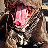 Ak joined the competition — help win amazing prizes! dog, canine, pet, animal, tongue, mouth_open, yawning, sunlight, outdoor, brown_fur, black_nose, paw, happy, relaxed, close_up, muscular, short_hair, daytime, resting, smiling