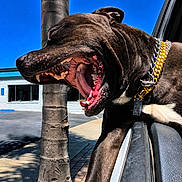Ak is registered to the contest to win money with this photo: dog, brown_dog, yawning, open_mouth, collar, gold_chain, silver_chain, car_window, outdoor, daylight, blue_sky, palm_tree, sidewalk, building, parking_lot, shadow, pet, animal, tongue, teeth