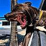 dog, brown_dog, yawning, open_mouth, collar, gold_chain, silver_chain, car_window, outdoor, daylight, blue_sky, palm_tree, sidewalk, building, parking_lot, shadow, pet, animal, tongue, teeth
