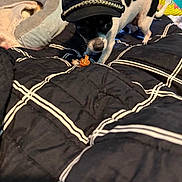 Jazzy is registered to the contest to win money with this photo: dog, small_dog, black_and_white, hat, cap, bed, blanket, indoor, pet, curious, treat, cozy, pillow, sniffing, canine, furniture, animal, domestic, cute, resting_area