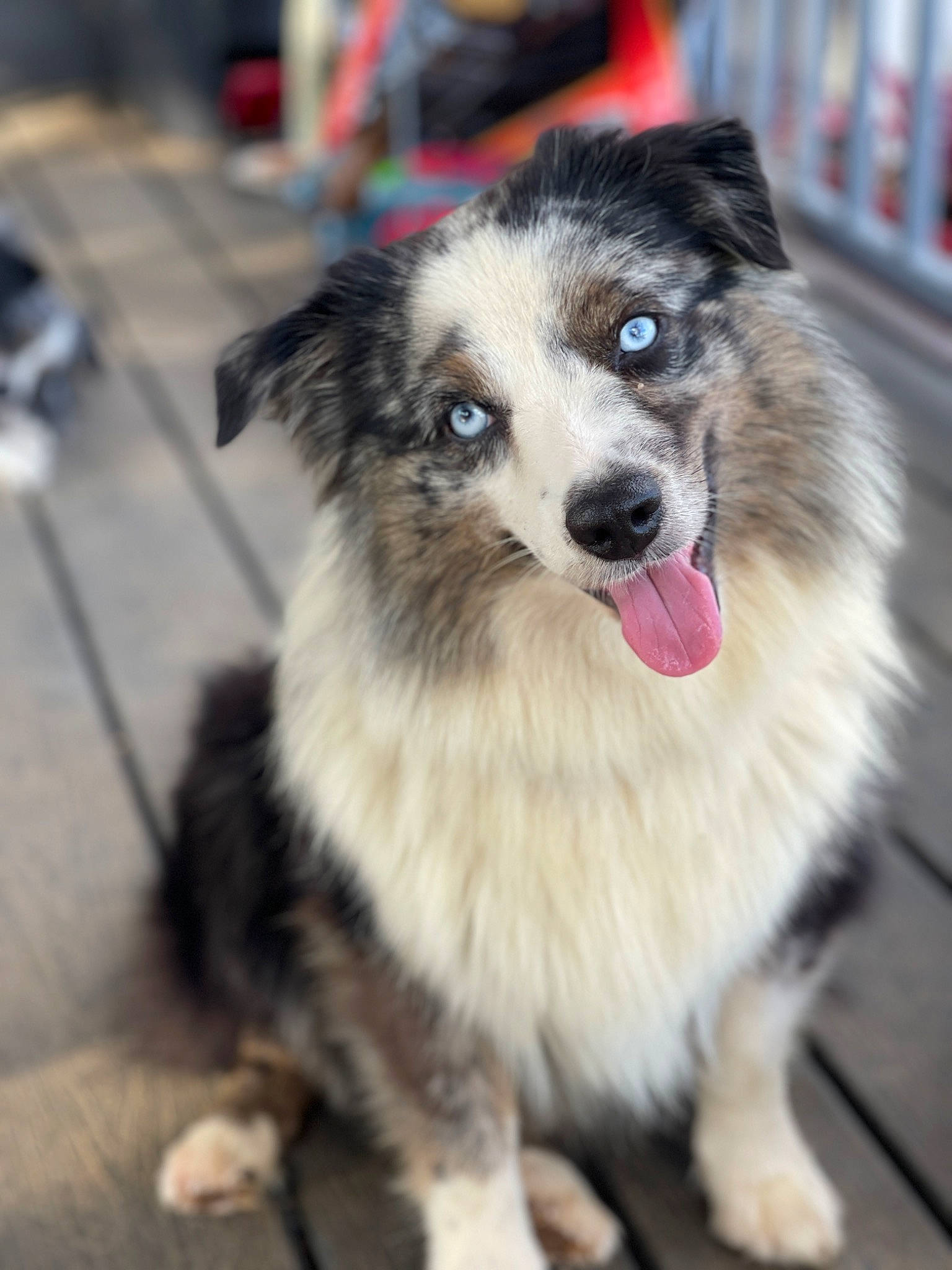 Oakley is registered to the contest to win money with this photo: ancient_dog_breeds, australian_shepherd, canidae, carnivore, collar, companion_dog, dog, dog_breed, fur, herding_dog, puppy, recreation, skyscraper, sled_dog, snout, sporting_group, sports_equipment, whiskers, working_animal, working_dog