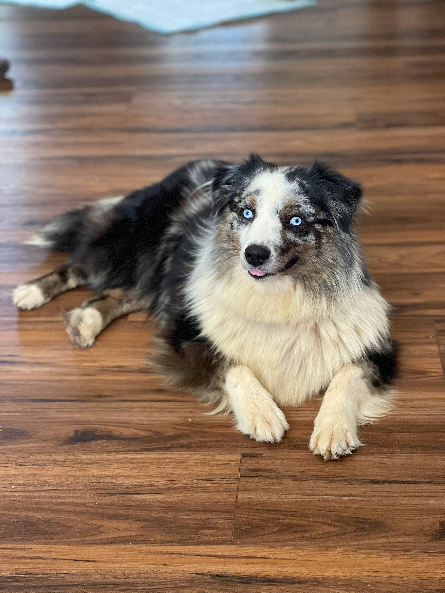 Oakley joined the competition — help win amazing prizes! ancient_dog_breeds, canidae, carnivore, collie, companion_dog, dog, dog_breed, flooring, fur, hardwood, herding_dog, plank, sporting_group, varnish, whiskers, wood, wood_flooring, wood_stain, working_dog