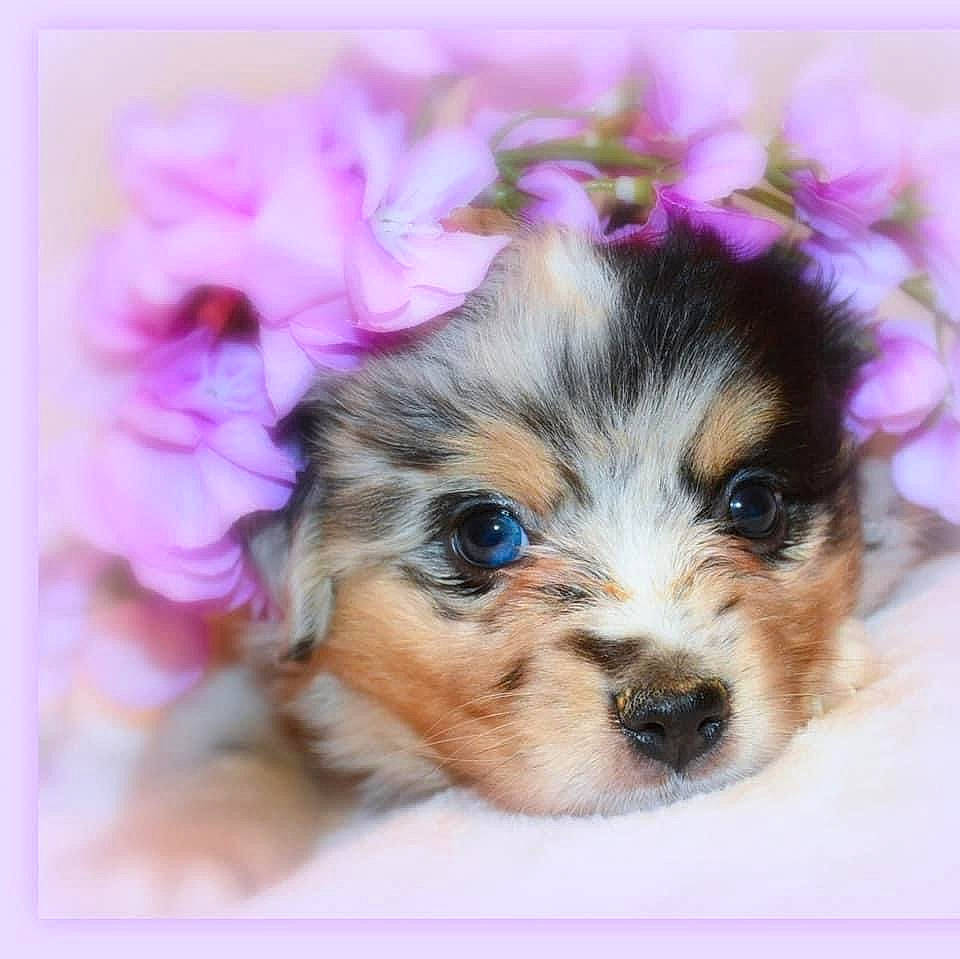 Serendipity is registered to the contest to win money with this photo: ancient_dog_breeds, canidae, carnivore, companion_dog, dog, dog_breed, fawn, fur, magenta, petal, puppy, puppy_love, snout, sporting_group, terrier, toy_dog, whiskers, working_animal