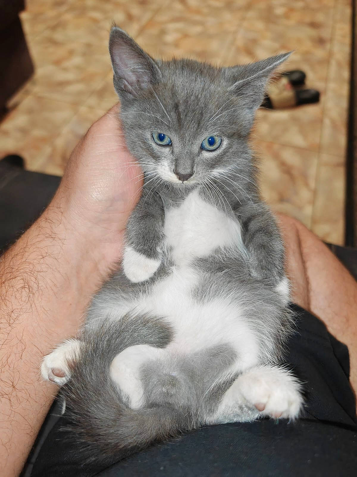 Grizou a rejoint le concours — aidez-le/la à gagner de superbes lots ! carnivore, cat, claw, domestic_short_haired_cat, electric_blue, fawn, felidae, fur, gesture, grey, paw, russian_blue, sitting, small_to_medium_sized_cats, snout, tail, terrestrial_animal, whiskers, window