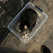 Elsa joined the competition — help win amazing prizes! carpet, cat, container, curious, domestic_animal, ears, feline, floor, indoor, looking_up, paws, pet, plastic_bin, shadow, shoe, sneaker, storage, tabby_cat, water_bottle, whiskers