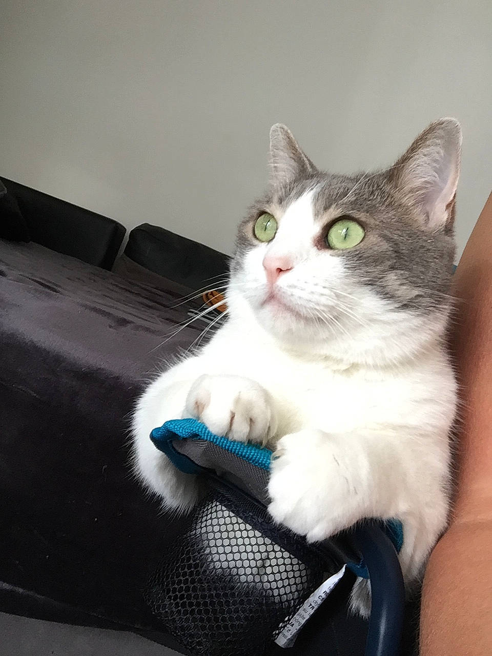 Chachou a rejoint le concours — aidez-le/la à gagner de superbes lots ! automotive_exterior, box, carnivore, cat, comfort, domestic_short_haired_cat, felidae, fur, paw, sitting, small_to_medium_sized_cats, whiskers