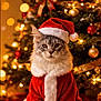 cat, santa_hat, christmas_tree, holiday, festive, ornaments, lights, red, white, fur, pet, animal, celebration, winter, decoration, indoor, cute, fluffy, costume, christmas