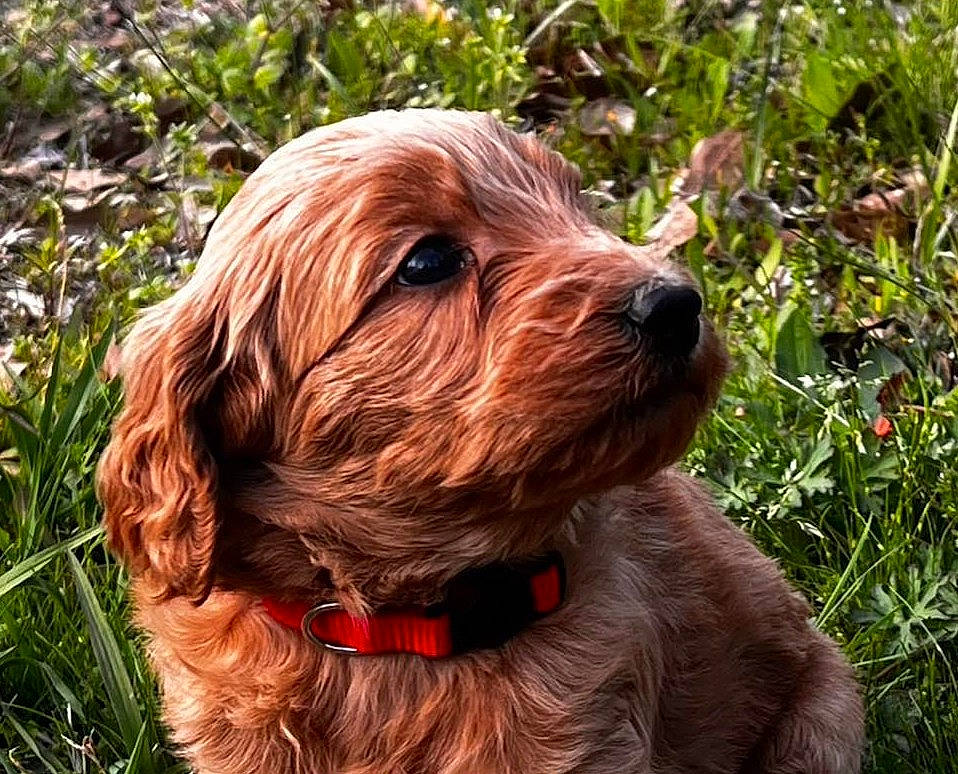 Ruger is registered to the contest to win money with this photo: canidae, carnivore, collar, companion_dog, dog, dog_breed, dog_collar, grass, liver, plant, pointing_breed, sporting_group, terrestrial_plant, terrier, wood, working_animal