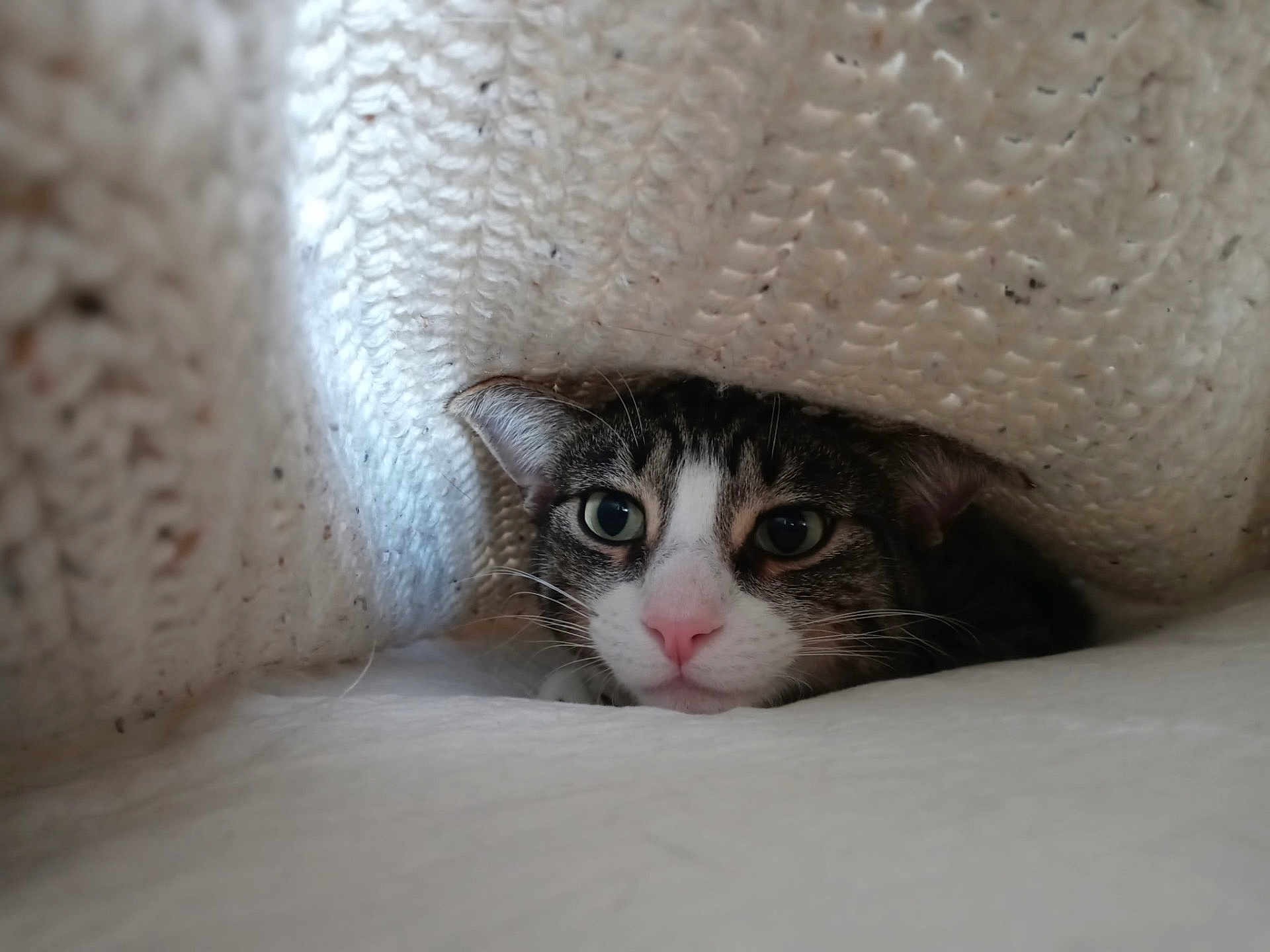 Chloe is registered to the contest to win money with this photo: cat, animal, pet, cozy, blanket, knitted, fur, whiskers, cute, indoor, relaxed, resting, closeup, face, ears, eyes, pink_nose, feline, soft, warm