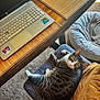 Chloe is registered to the contest to win money with this photo: cat, tabby_cat, laptop, wooden_table, chair, cushion, carpet, cat_bed, indoor, pet, feline, looking_up, home_office, technology, sticker, decor, cozy, relaxed, animal, domestic