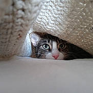 Chloe is registered to the contest to win money with this photo: cat, animal, pet, cozy, blanket, knitted, hidden, curious, eyes, face, indoor, cute, feline, whiskers, nose, tabby, soft, texture, resting, comfort