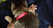 Bear joined the competition — help win amazing prizes! kitten, cat, collar, blanket, blue_blanket, candy_wrapper, paw, fur, pet, animal, sleeping, lying_down, hand, nail_polish, black_nails, indoor, cute, small, soft, fuzzy