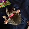 kitten, cat, collar, blanket, blue_blanket, candy_wrapper, paw, fur, pet, animal, sleeping, lying_down, hand, nail_polish, black_nails, indoor, cute, small, soft, fuzzy