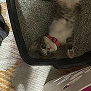 Bear joined the competition — help win amazing prizes! kitten, cat, collar, playful, container, indoor, pet, fur, curious, lying_down, texture, mat, yellow, household, shadow, floor, domestic, animal, young, cute