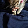 Bear is registered to the contest to win money with this photo: cat, paw, pink_collar, fur, whiskers, close_up, blue_fabric, pet, animal, domestic_cat, licking, nibbling, cute, soft_light, texture, feline, indoor, resting, mammal, playful