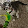 Bear is registered to the contest to win money with this photo: kitten, cat, pet, toy, feathers, curious, floor, indoor, collar, play, small, cute, animal, tabby, white_paws, looking_up, attention, domestic, young, feline