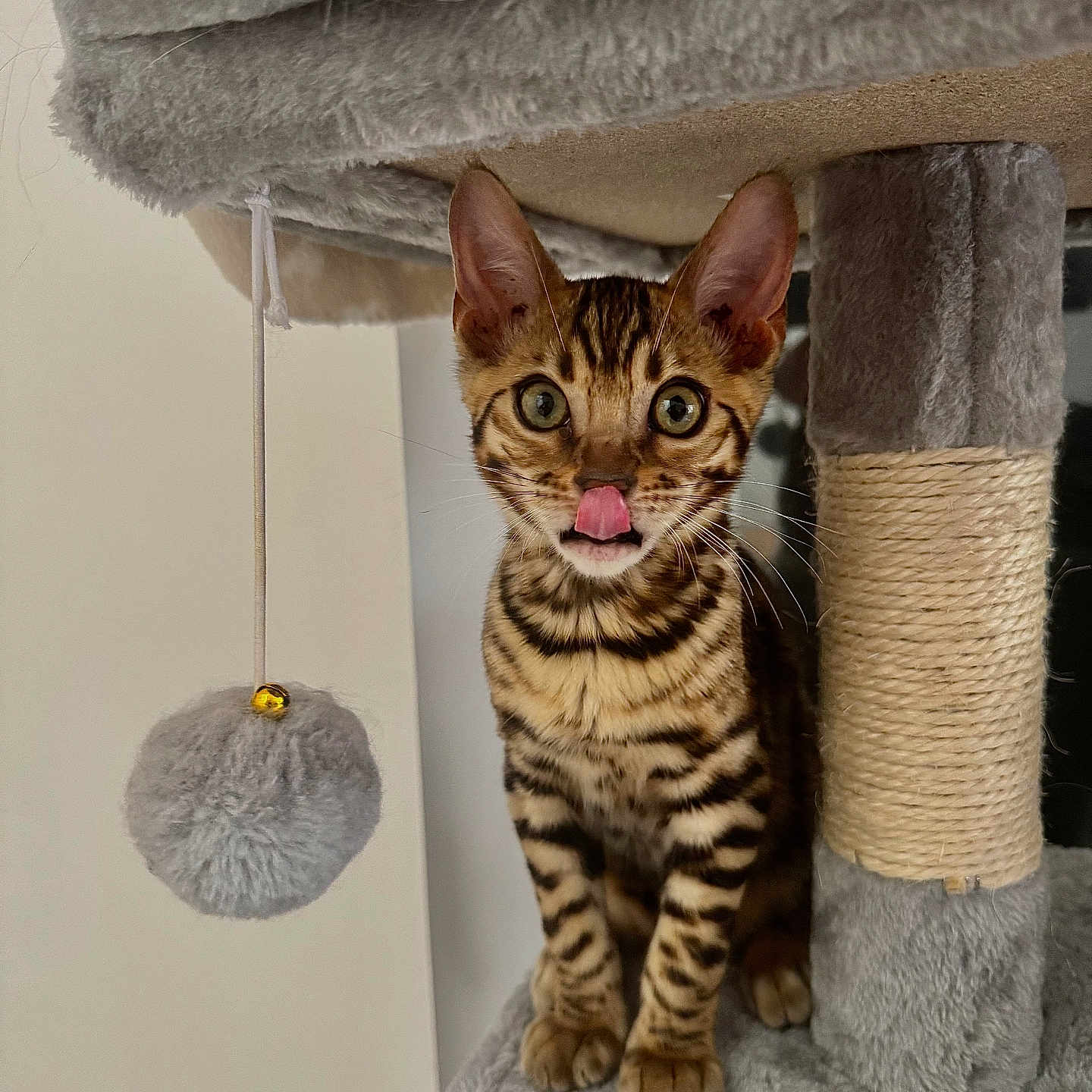 Ares a rejoint le concours — aidez-le/la à gagner de superbes lots ! alert, animal, bengal_cat, cat, cat_tree, curious, cute, ears, feline, fur, indoor, kitten, pet, playful, plush, striped, tongue_out, toy, whiskers, young