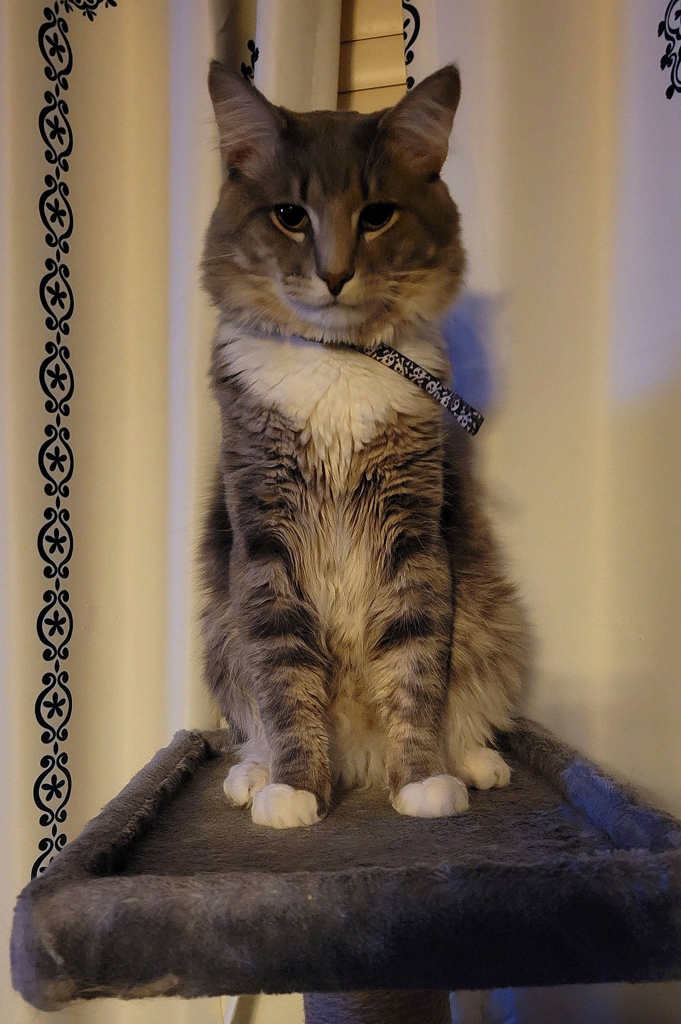 Polly joined the competition — help win amazing prizes! carnivore, cat, claw, domestic_short_haired_cat, door, felidae, fur, iris, paw, photo_caption, rectangle, sitting, small_to_medium_sized_cats, snout, tail, terrestrial_animal, whiskers, wildlife, window, wood