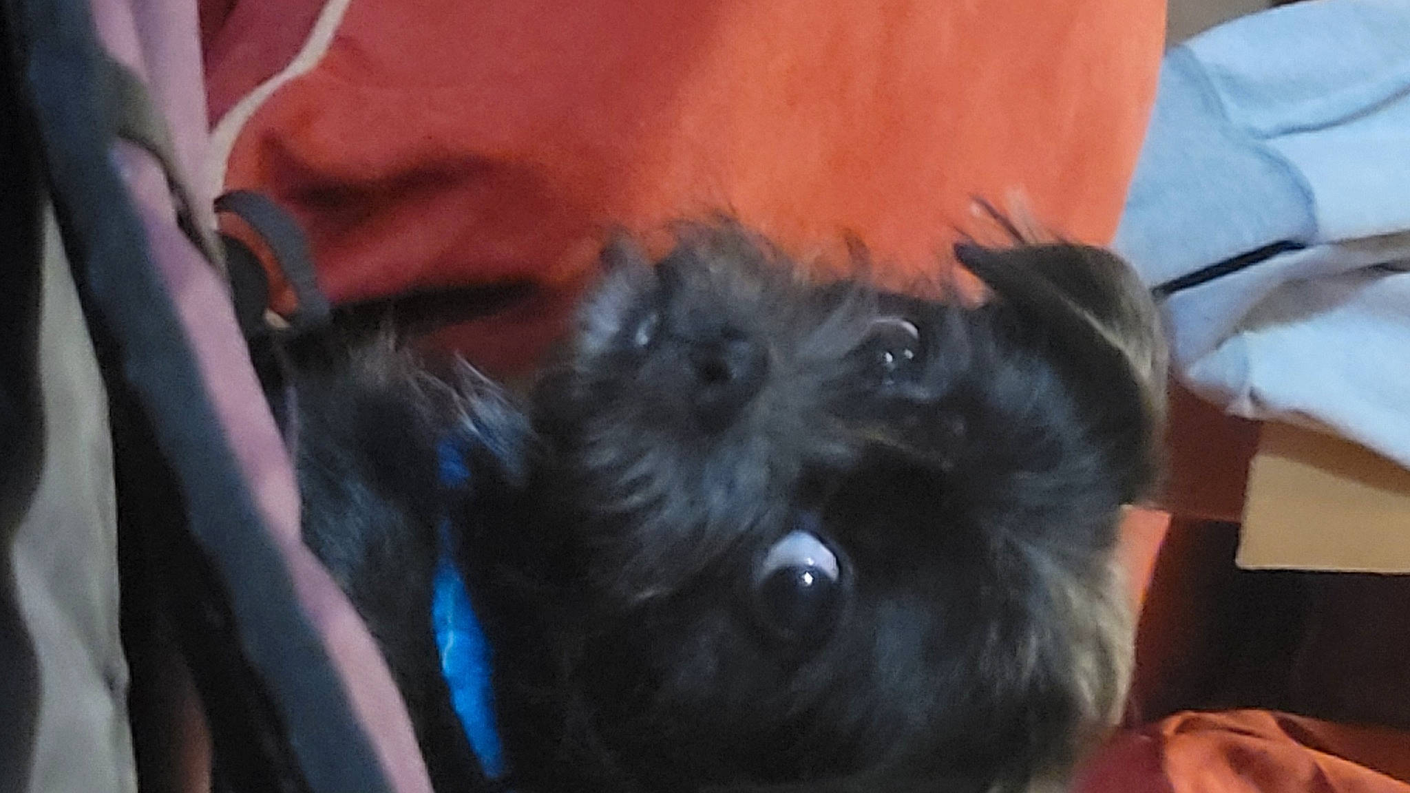 Hudson joined the competition — help win amazing prizes! canidae, carnivore, companion_dog, dog, dog_breed, ear, electric_blue, fur, liver, non_sporting_group, personal_protective_equipment, puppy, small_terrier, snout, sporting_group, standard_schnauzer, terrier, toy_dog, whiskers, working_animal