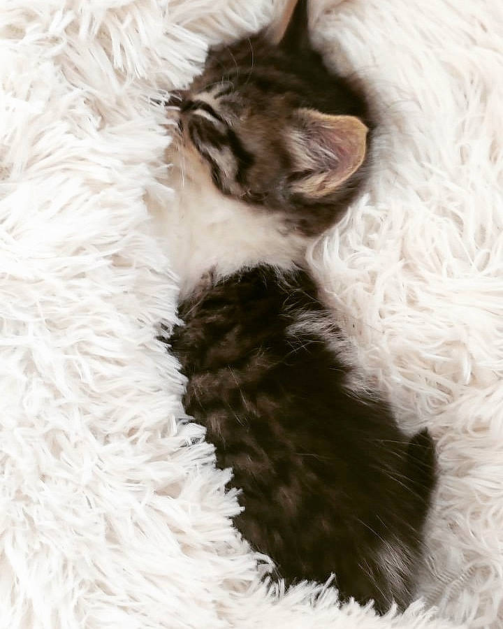 Umour participe au concours pour gagner de l'argent avec cette photo : canidae, carnivore, cat, cat_bed, claw, comfort, dog_breed, domestic_short_haired_cat, fawn, felidae, fur, fur_clothing, linens, paw, small_to_medium_sized_cats, snout, tail, terrestrial_animal, whiskers, wool