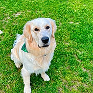 Voyou a rejoint le concours — aidez-le/la à gagner de superbes lots ! dog, golden_retriever, pet, grass, lawn, outdoor, sitting, bandana, fur, portrait, animal, canine, nose, eyes, paws, collar, green, attentive, domestic_animal, nature
