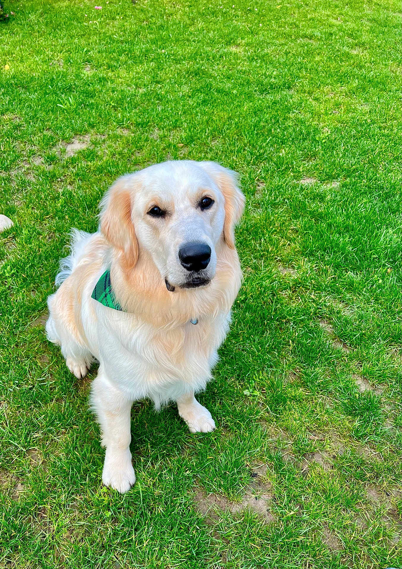 Voyou a rejoint le concours — aidez-le/la à gagner de superbes lots ! dog, golden_retriever, pet, grass, lawn, outdoor, sitting, bandana, fur, portrait, animal, canine, nose, eyes, paws, collar, green, attentive, domestic_animal, nature