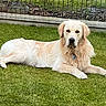 animal, canine, collar, daylight, dog, domestic_animal, eyes, fence, fur, golden_retriever, grass, lawn, mammal, nature, outdoor, pet, portrait, relaxed, resting, summer