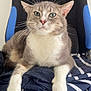 Alvin a rejoint le concours — aidez-le/la à gagner de superbes lots ! animal, blue_accent, cat, close_up, comfortable, cozy, domestic_cat, feline, fur, gaming_chair, gray_cat, household, indoor, looking_at_camera, pet, relaxed, seated, striped_blanket, whiskers, white_paws