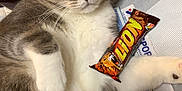 Alvin participe au concours pour gagner de l'argent avec cette photo : animal, bag, cat, chocolate_bar, close_up, cozy, curious_look, face, fluffy, fur, gray_cat, green_eyes, indoor, lion_chocolate, lying_down, patterned_surface, pet, resting, table, white_cat