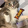 animal, bag, cat, chocolate_bar, close_up, cozy, curious_look, face, fluffy, fur, gray_cat, green_eyes, indoor, lion_chocolate, lying_down, patterned_surface, pet, resting, table, white_cat