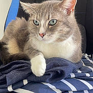 Alvin a rejoint le concours — aidez-le/la à gagner de superbes lots ! black_chair, blue_accent, blue_blanket, cat, chair, closeup, cozy, domestic_animal, feline, folded_blanket, fur, gray_cat, green_eyes, indoor, pet, relaxed, resting, striped_blanket, whiskers, white_paw