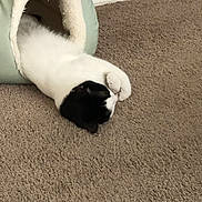 Oreo is registered to the contest to win money with this photo: animal, black_and_white, carpet, cat, cozy, cute, ears, feline, floor, fur, home, indoor, paws, pet_cave, relaxed, resting, sleepy, soft, stretching, whiskers
