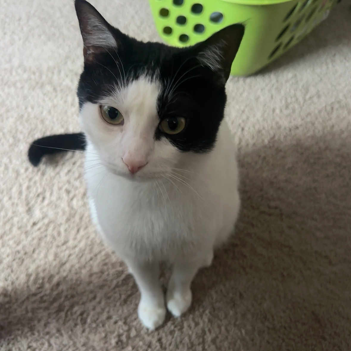 Oreo is registered to the contest to win money with this photo: animal, background, black_and_white, carpet, cat, curious, cute, domestic, ears, feline, floor, furniture, household, indoor, laundry_basket, looking_up, pet, sitting, tail, whiskers