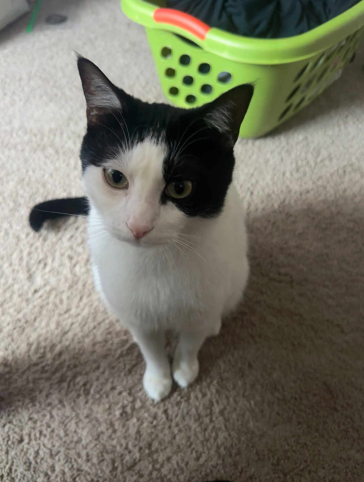 Oreo is registered to the contest to win money with this photo: cat, black_and_white, indoor, carpet, laundry_basket, pet, animal, curious, sitting, feline, whiskers, tail, ears, floor, domestic, cute, looking_up, household, furniture, background