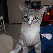 Lucy is registered to the contest to win money with this photo: cat, tabby, green_eyes, indoor, furniture, chair, shelf, storage_bins, home, curious, pet, animal, cozy, whiskers, gray, white, carpet, blanket, domestic, cute