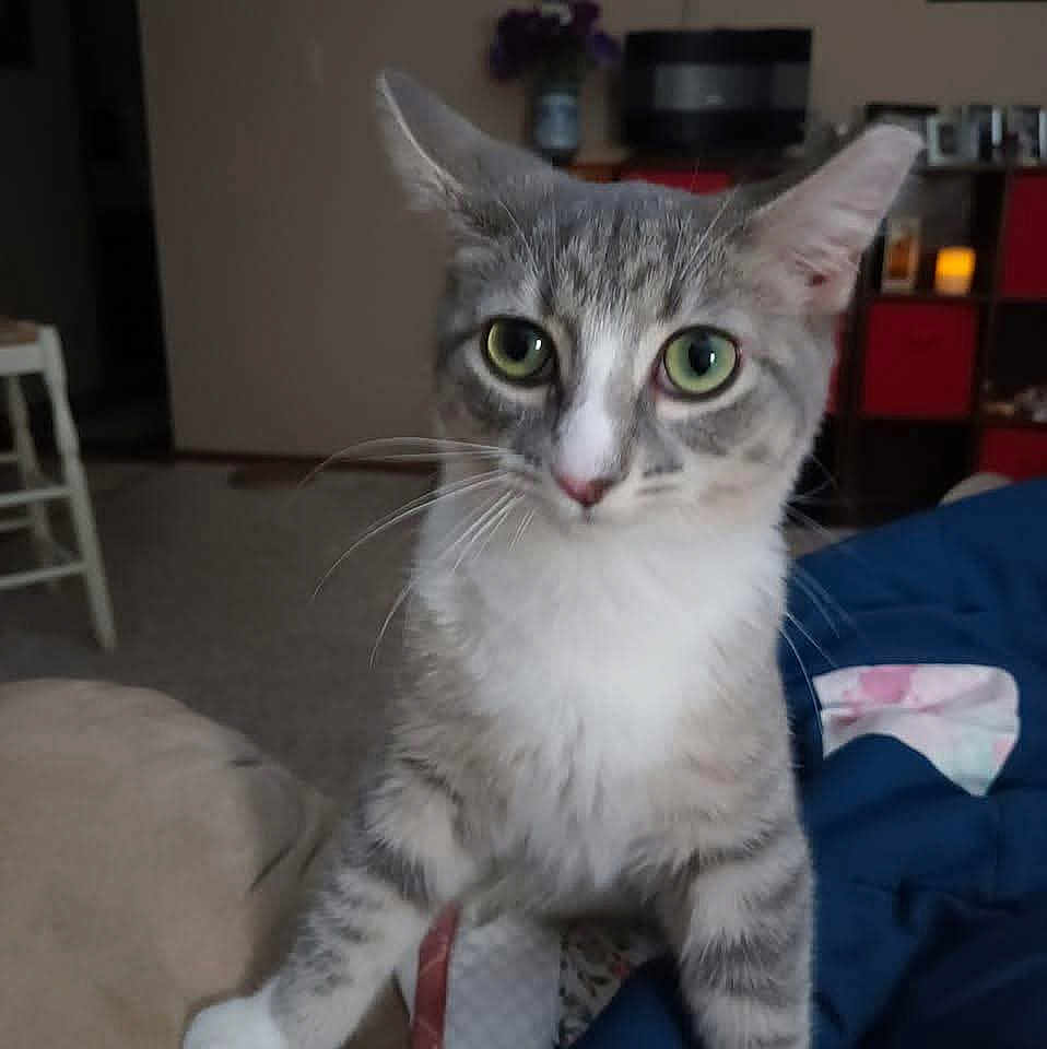 Lucy is registered to the contest to win money with this photo: cat, tabby, green_eyes, indoor, furniture, chair, shelf, storage_bins, home, curious, pet, animal, cozy, whiskers, gray, white, carpet, blanket, domestic, cute