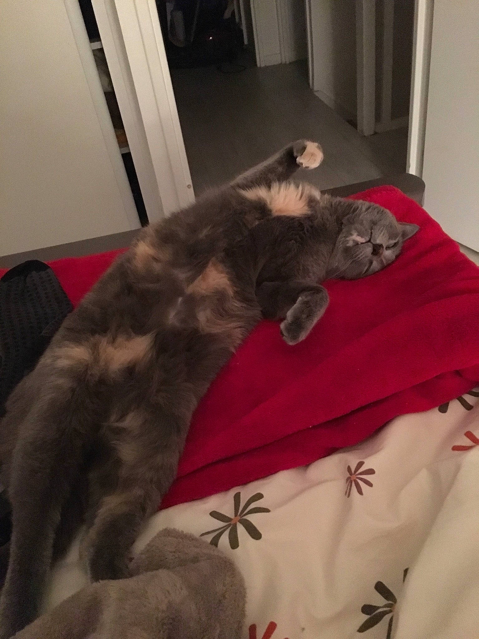 Mamoune a rejoint le concours — aidez-le/la à gagner de superbes lots ! carnivore, cat, comfort, felidae, fur, liver, natural_material, room, small_to_medium_sized_cats, tail