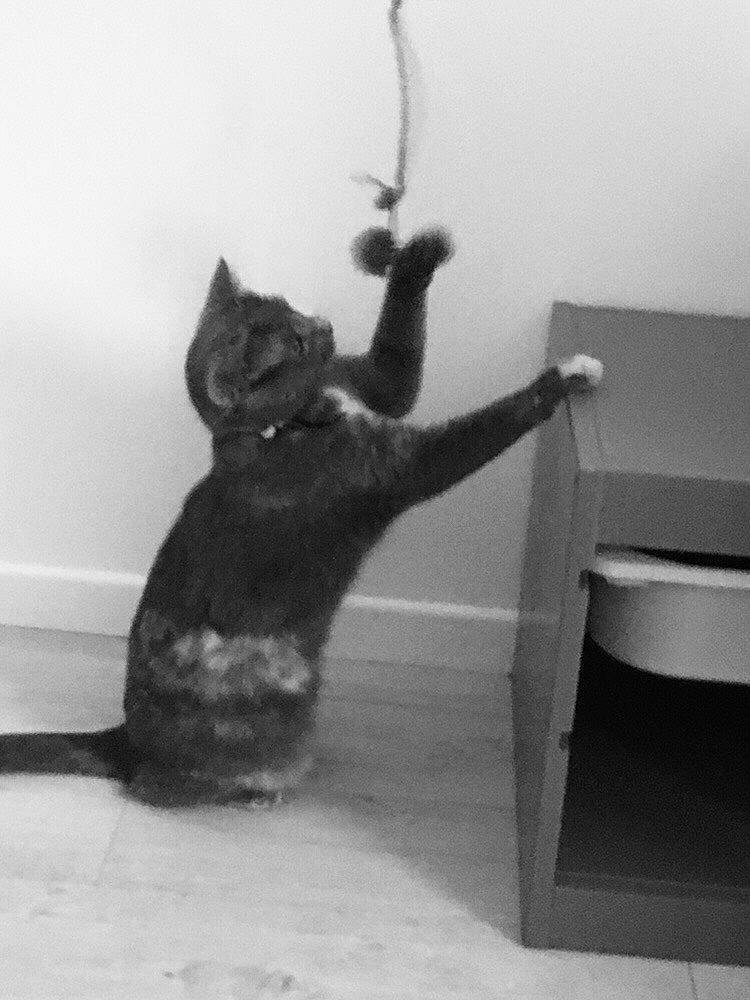 Mamoune a rejoint le concours — aidez-le/la à gagner de superbes lots ! black_and_white, black_cat, carnivore, cat, domestic_short_haired_cat, felidae, fur, mammal, monochrome_photography, organism, photography, small_to_medium_sized_cats, snapshot, snout, tail, terrestrial_animal, vertebrate, whiskers