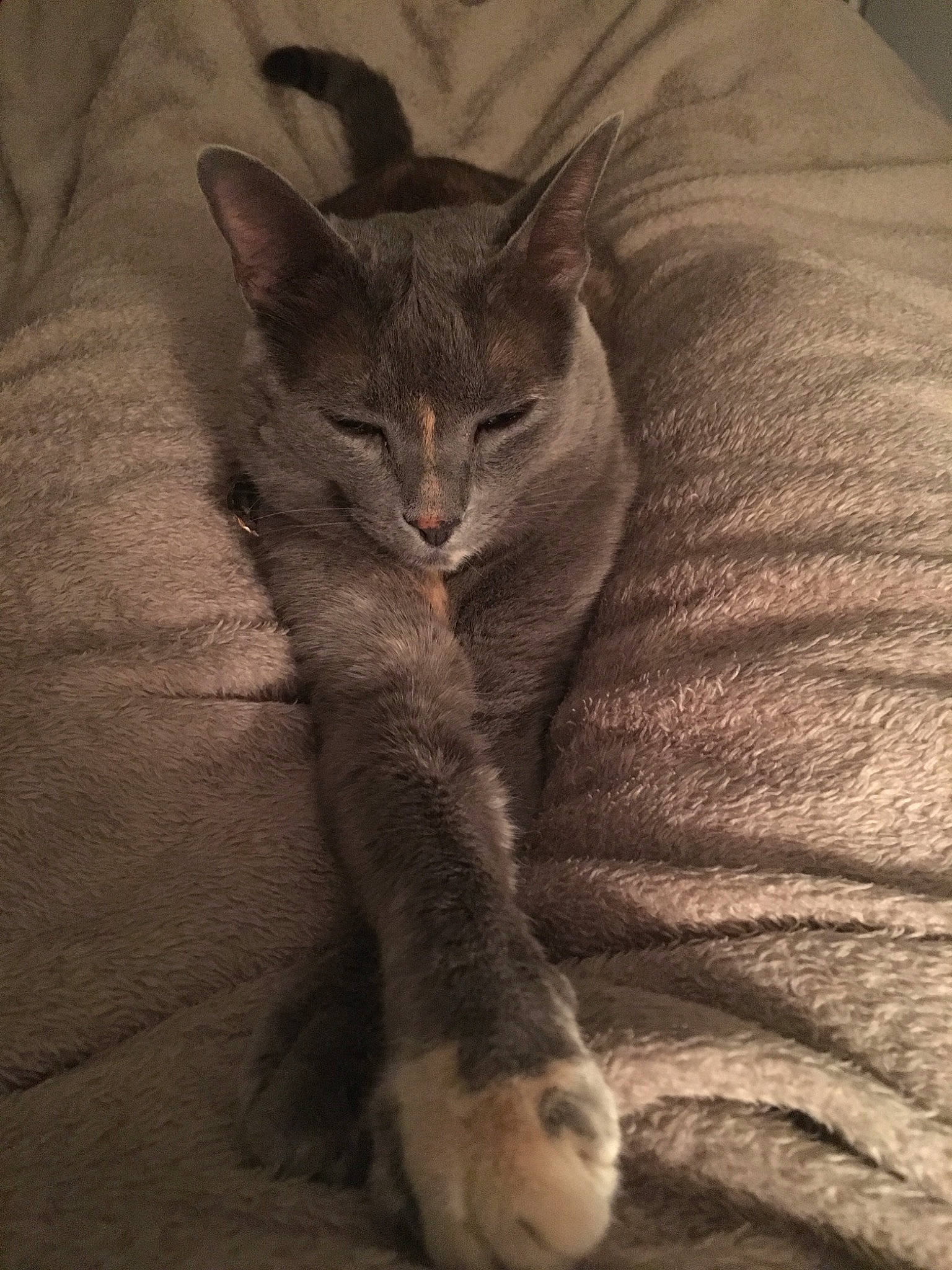 Mamoune a rejoint le concours — aidez-le/la à gagner de superbes lots ! carnivore, cat, chausie, comfort, domestic_short_haired_cat, fawn, felidae, fur, grey, linens, liver, organism, paw, small_to_medium_sized_cats, snout, tail, terrestrial_animal, vertebrate, whiskers