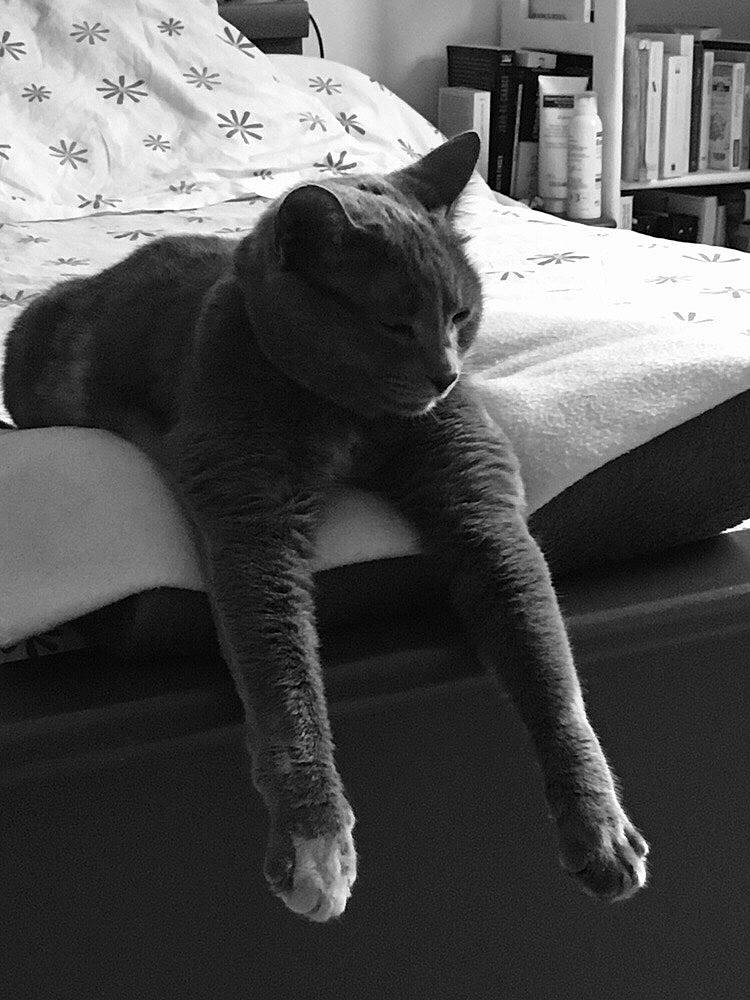 Mamoune a rejoint le concours — aidez-le/la à gagner de superbes lots ! bookcase, carnivore, cat, comfort, domestic_short_haired_cat, felidae, grey, linens, monochrome_photography, organism, room, shelf, shelving, sitting, small_to_medium_sized_cats, snout, tail, terrestrial_animal, vertebrate, whiskers