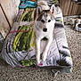 animal, bed, blanket, canine, cozy, dog, ears, floor, fur, furniture, gray, husky, indoor, looking, mammal, pet, pillow, resting, toy, white