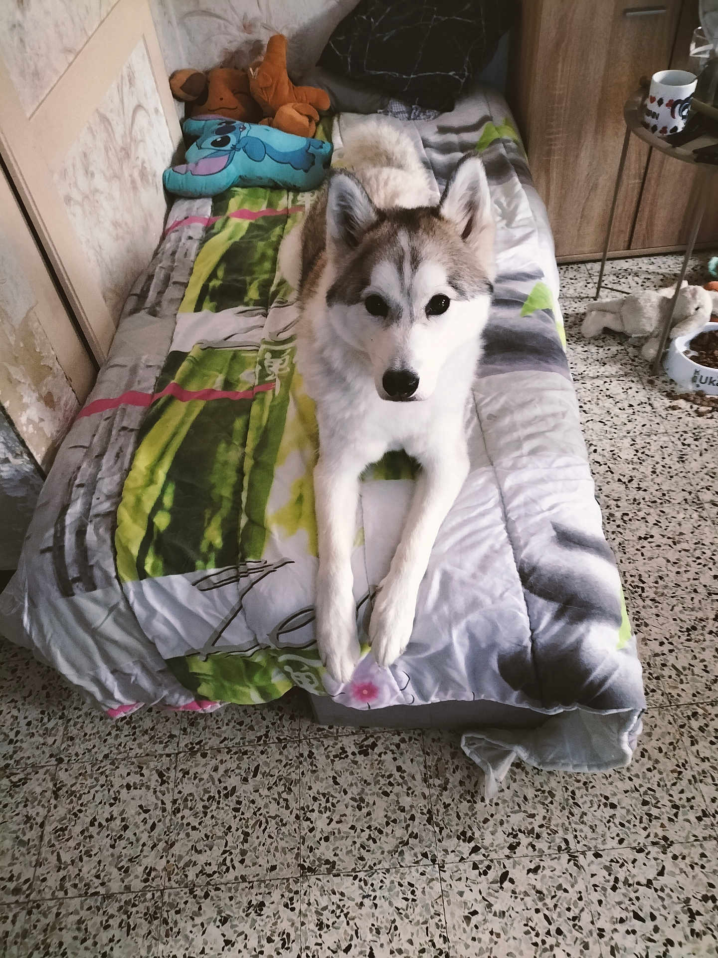 Uka a rejoint le concours — aidez-le/la à gagner de superbes lots ! animal, bed, blanket, canine, cozy, dog, ears, floor, fur, furniture, gray, husky, indoor, looking, mammal, pet, pillow, resting, toy, white