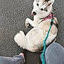 Uka participe au concours pour gagner de l'argent avec cette photo : animal, canine, casual, companionship, cute, dog, fluffy, gray_pants, happy, husky, leash, looking_back, outdoor, pavement, person_legs, pet, pink_harness, resting, shoes, sitting